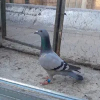 کبوتر ماده مسافتی 400نشسته