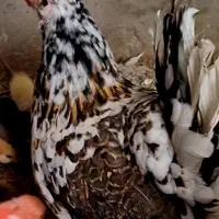 مرغ و جوجه