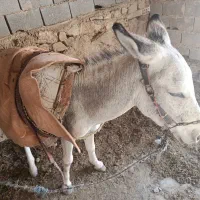 خر جوان