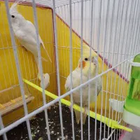 عروس هلندی