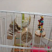 عروس هلندی ۴تومان