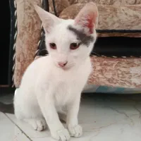 گربم گمشده ۶ماهشه