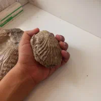 فسیل|کلکسیون و سرگرمی|شهر ری, هاشم‌آباد|دیوار