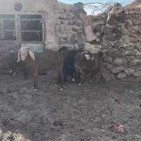 بز جوان