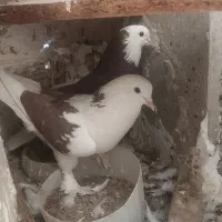 کبوتر آسمان خراش