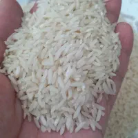 برنج طارم