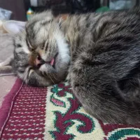 واگزاری گربه از نژاد پرشین و دی اس اچ