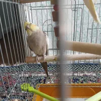 عروس،هلندی،