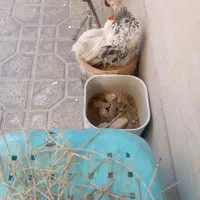 مرغ وخروس