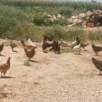 مرغ لری 25عدد