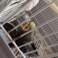 دو جفت عروس هلندی مولد چهار میلیون