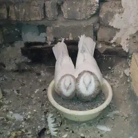 کفتر طوقی کرمانشاهی اصل