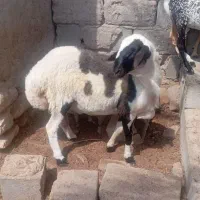 بره قوچ سرحال