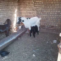 فروش بز و کولار