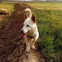 سگ پاپی|سگ|تربت‌حیدریه, بازار|دیوار