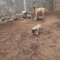 سراب