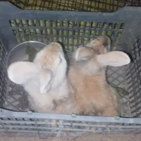 خرگوش