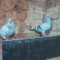 کبوتر شامی