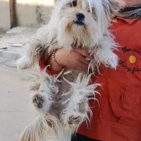 سگ پامرماده پدرومادر روباهی وخرسی10ماهه