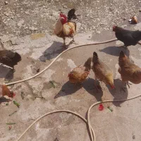 دوتامرغ ویکی خروس