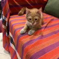 گربه.|گربه|تهران, شهرک آزمایش|دیوار