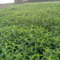 عرقیجات و شربت در شوشتر