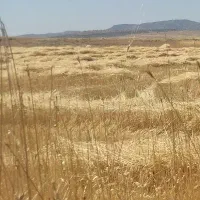 فروش کاه دیم