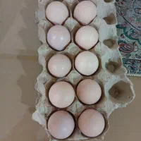 تخم نطفه دار برهما