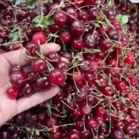 آلبالو درجه یک