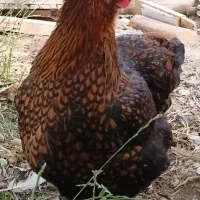 جوجه ویاندوت نژاد اصیل درجه ۱