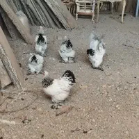 مرغ و خروس برهما
