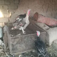 بوقلمون بزرگ