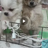 واگذاری توله پامرخرسی