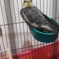 دو عدد عروس هلندی نر و ماده