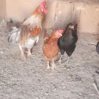 مرغ|حیوانات مزرعه|خواف, |دیوار