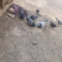 کبوتر کیلومتری فروشی