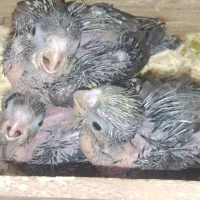 جوجه عروس هلندی سرلاکی و دونه خوار و سخنگو
