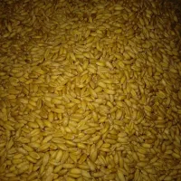 گندم دیم