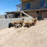 میش وبره..|حیوانات مزرعه|الیگودرز, |دیوار