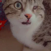 گربه گمشده