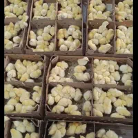 جوجه پرورشی گوشتی واکسن خورده