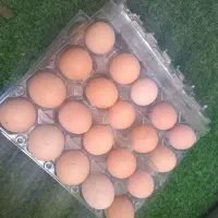 تخم مرغ خانگی کاملا اورگانیک