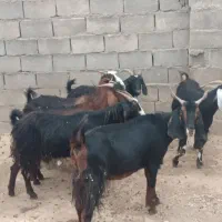 بز داشتی درجه یک