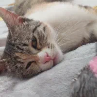 واگذاری گربه ماده واکسینا شده