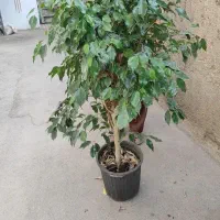 پرس کاه گندم سفید کیلو 9 تومان