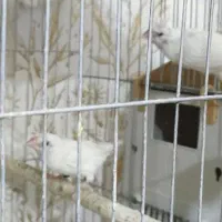 فنچ بنگالی