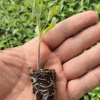 نشا گوجه فرنگی 3402