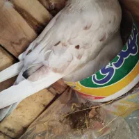 کفتر گمشده