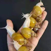 بچه حلزون اچاتینا HONARMAND