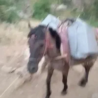 اسب باری و سواری